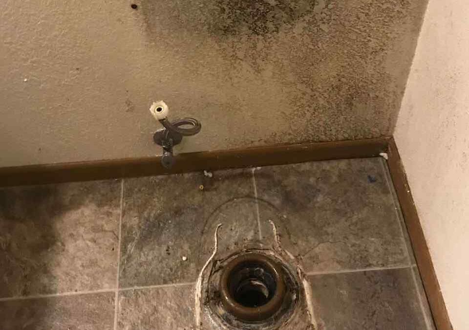 Preventing Mold After Water Damage: Your Ultimate Guide to a Mold-Free Home