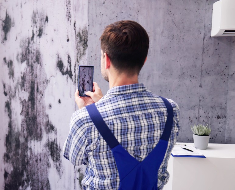 The Importance of Professional Mold Abatement Services
