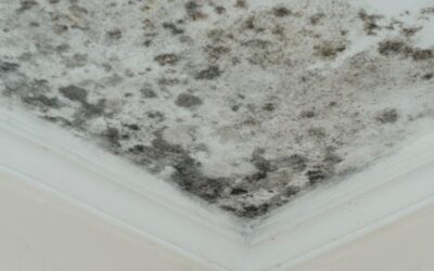 The Role of Water Damage Mitigation in Preventing Mold Growth