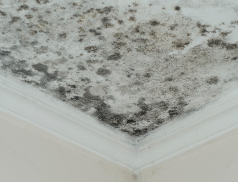 The Role of Water Damage Mitigation in Preventing Mold Growth